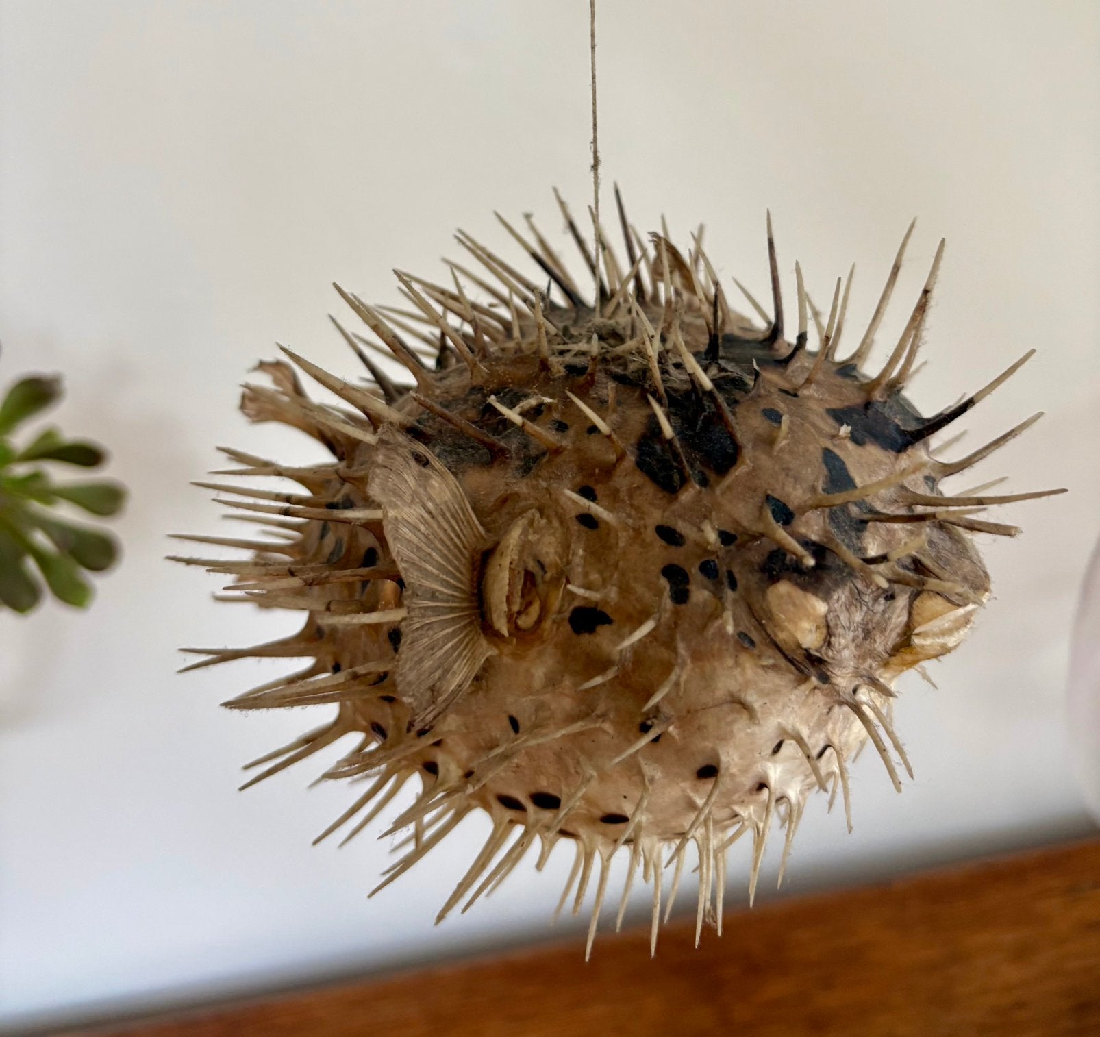 Prachtige Opgezette Egelvis (Taxidermie / Curiosa) –, Ophalen, Gebruikt, Overige soorten, Opgezet dier