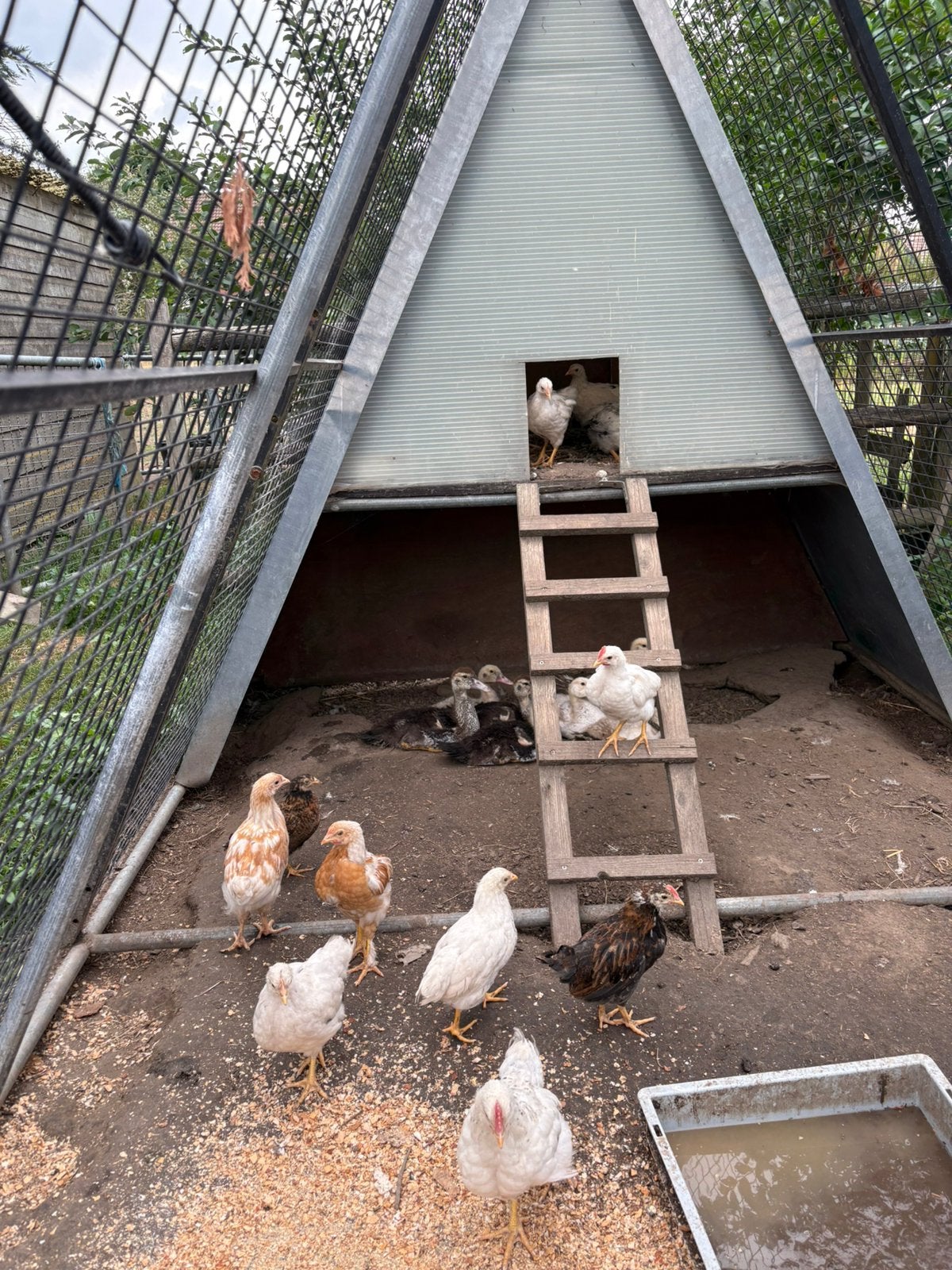 Kippen kuikentjes, Dieren en Toebehoren, Geslacht onbekend, Kip
