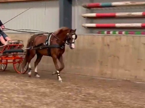 Zarido ruin betuigd, Met stamboom, Ruin, Niet van toepassing, 3 tot 6 jaar