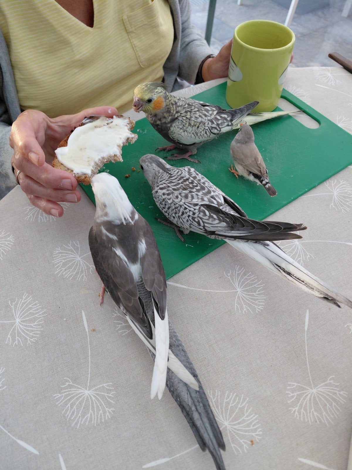 tamme valkparkieten, Dieren en Toebehoren, Tam