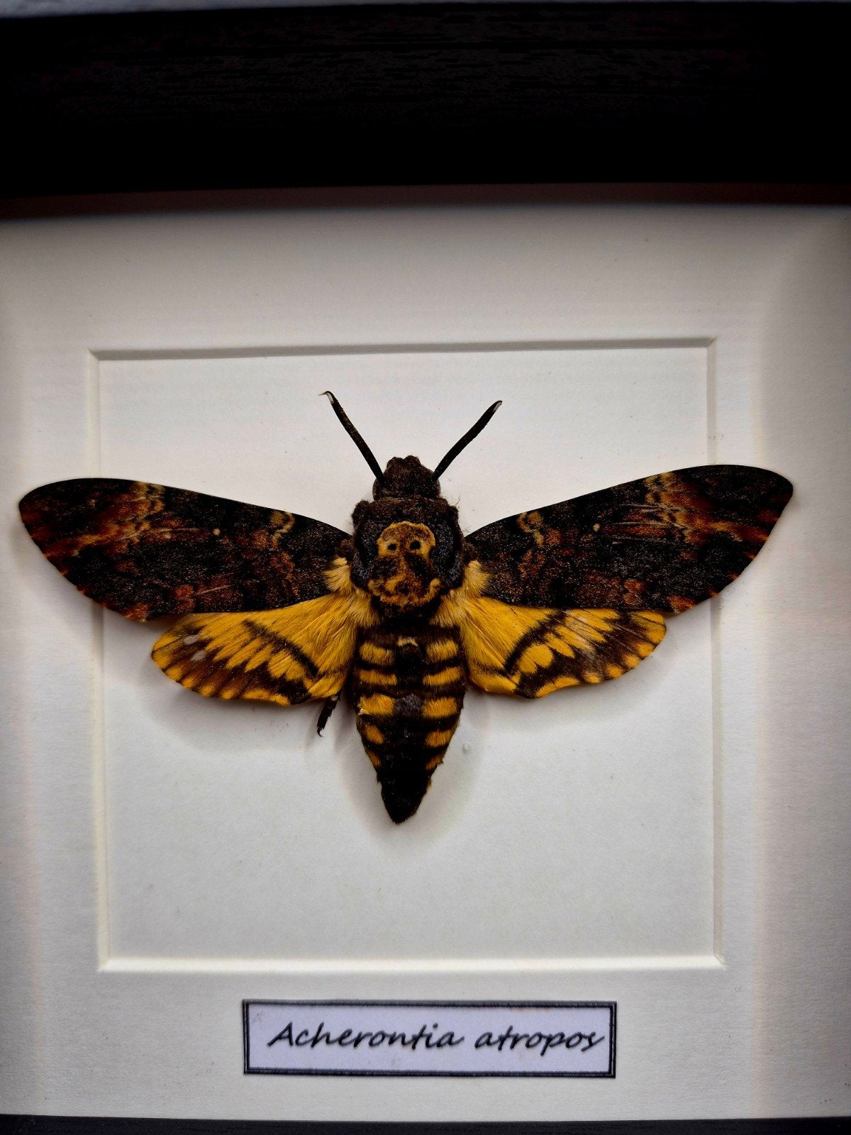Cadre entomologique - Sphinx tête de mort (Acherontia atropo, Collections, Enlèvement ou Envoi, Neuf, Insecte, Animal empaillé