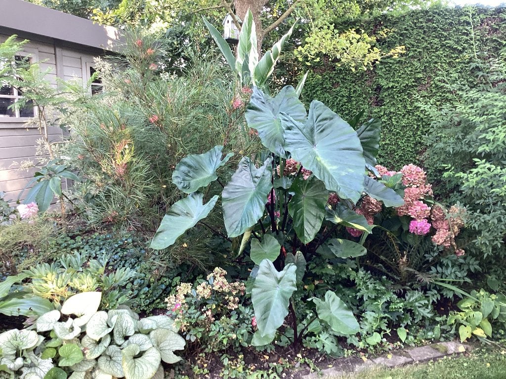 Colocasia black stem, Autres espèces, Été, Enlèvement, Plante fixe