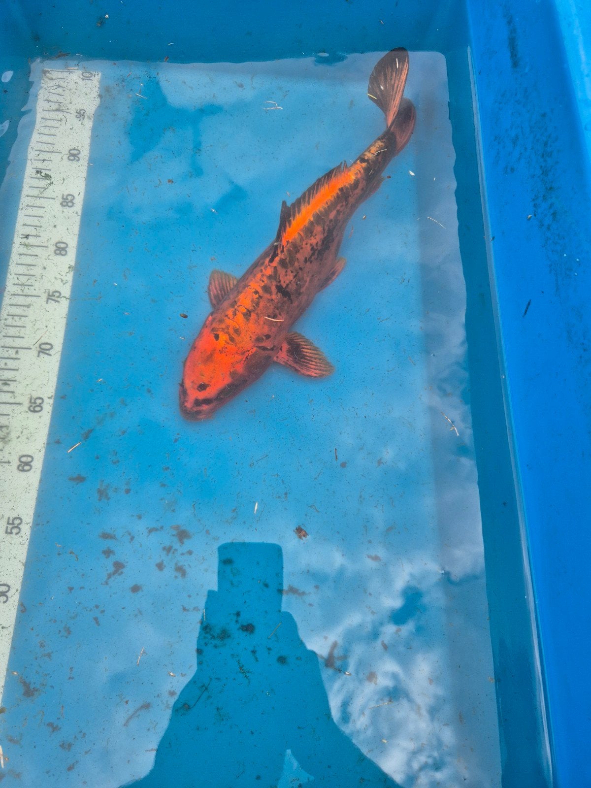 4 x Japanse koi 40 a 50cm