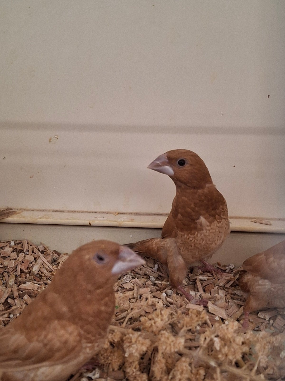 meeuwtjes, Dieren en Toebehoren