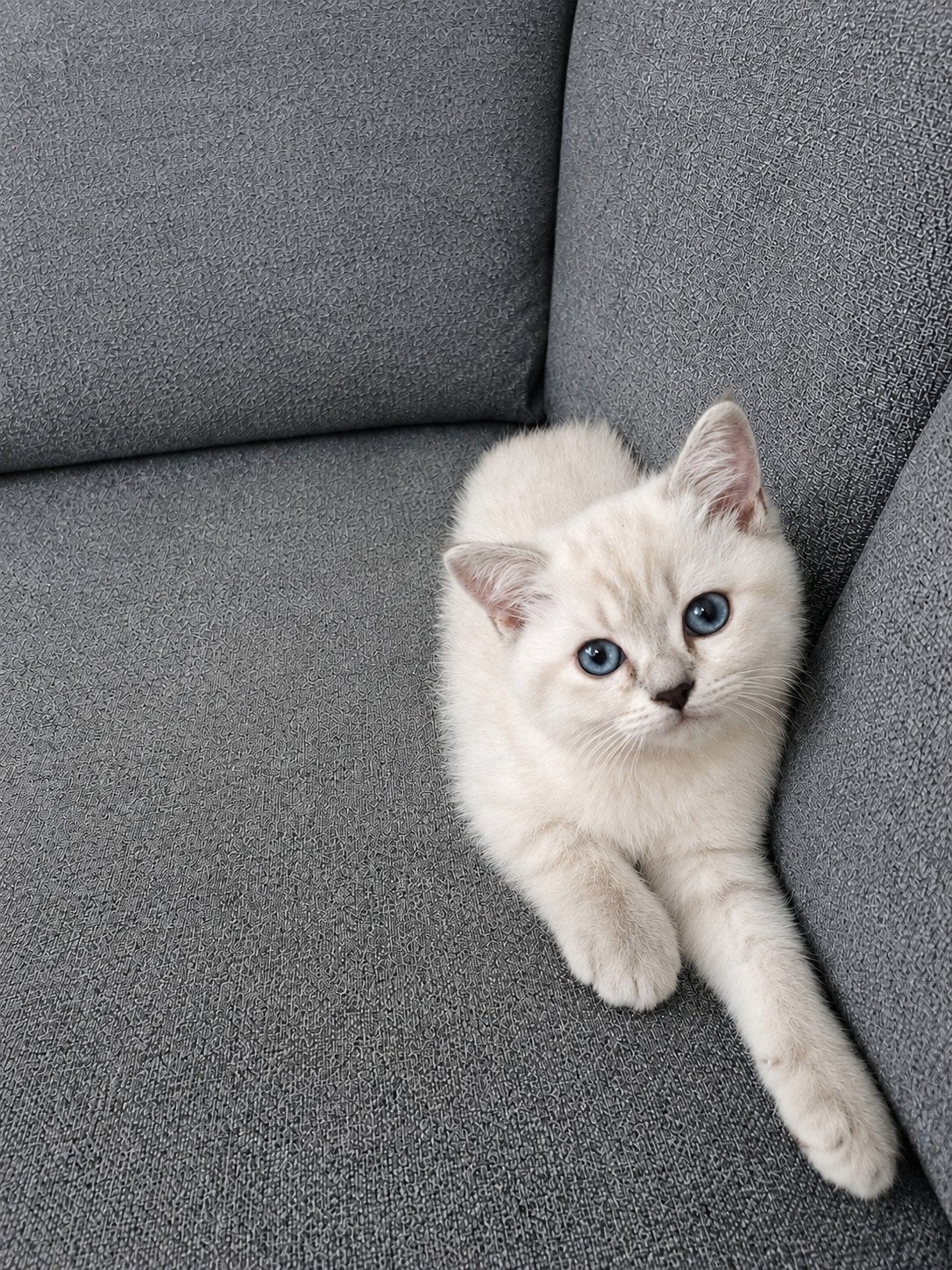 britse korthaar, Dieren en Toebehoren, Katten en Kittens | Raskatten | Korthaar, Poes, Ontwormd, 0 tot 2 jaar