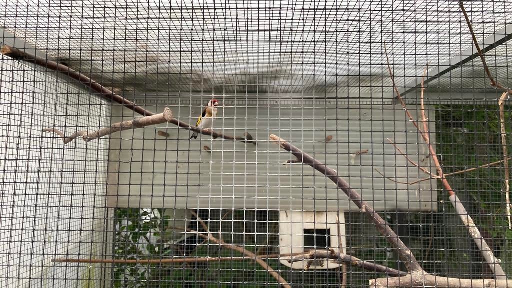 Vogeltjes te koop wegens verhuis, Dieren en Toebehoren, Vogels | Overige Vogels
