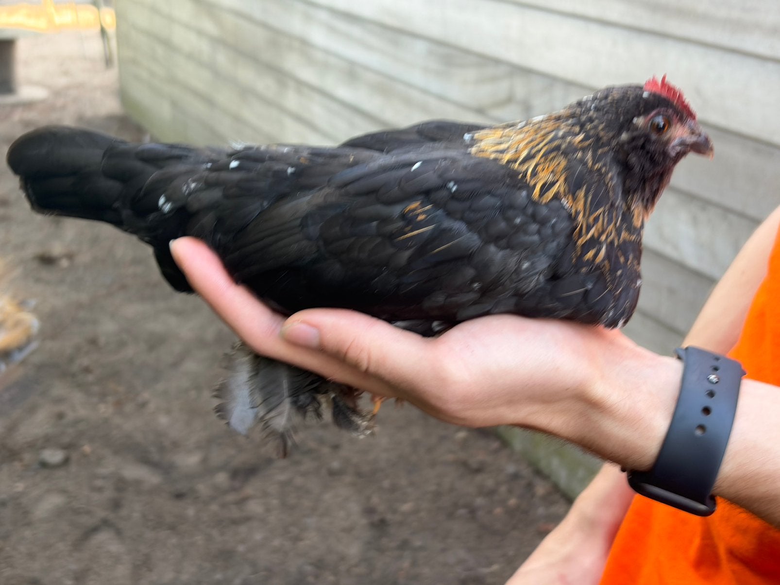 Ukkelse baardkreil, Dieren en Toebehoren, Meerdere dieren, Kip