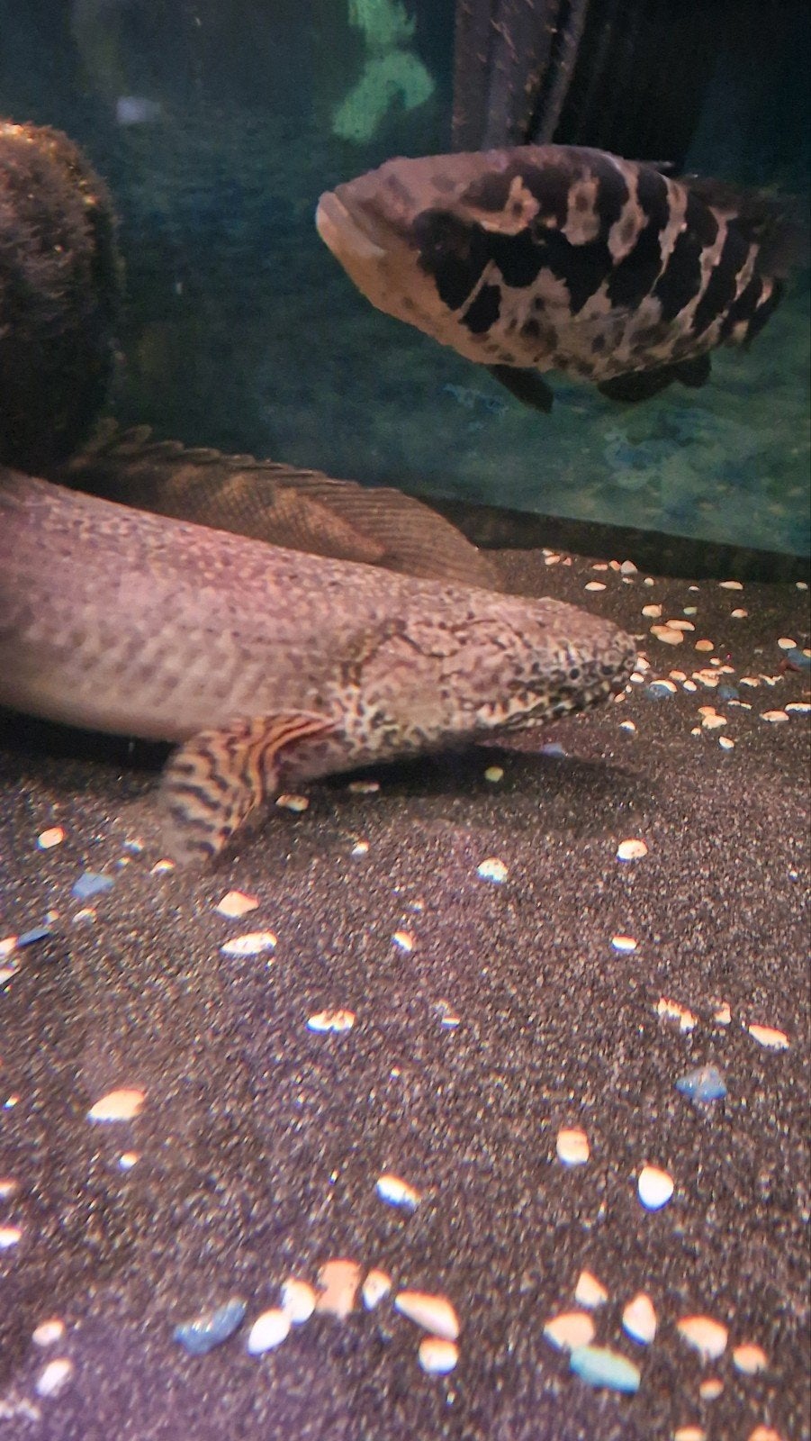 polypterus ornatinpinnis 45cm, Animaux & Accessoires, Poisson