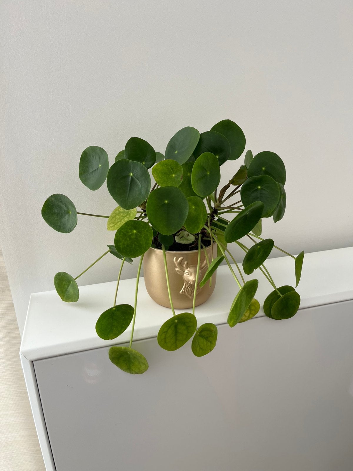 Très beau pilea peperomioide à Plainevaux, Maison & Meubles, Plante succulente, En pot, Moins de 100 cm, Enlèvement
