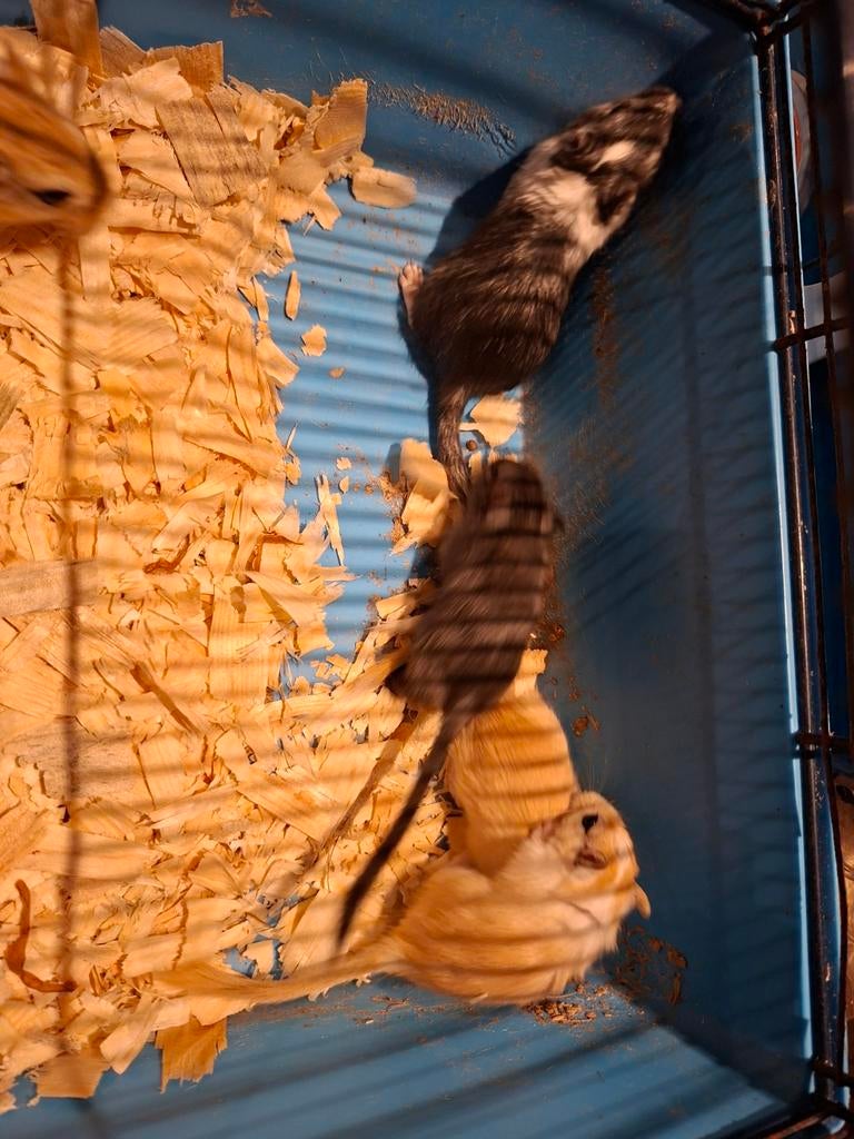 Verschillende kleur gerbils, Dieren en Toebehoren, Knaagdieren, Februari, Meerdere dieren