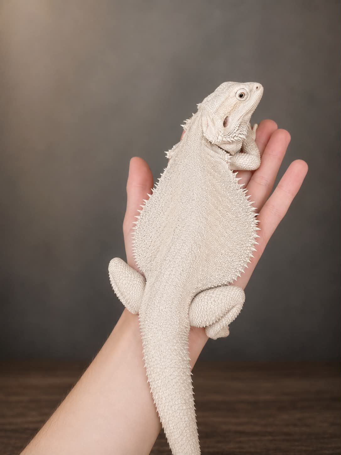 Hypo zero baardagaam, Dieren en Toebehoren, Hagedis, Tam, 0 tot 2 jaar
