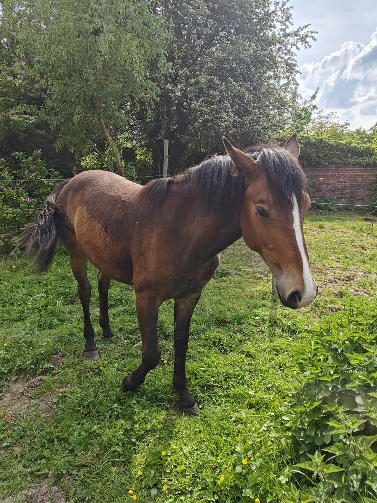 Veulen, Animaux & Accessoires, Chevaux, Étalon