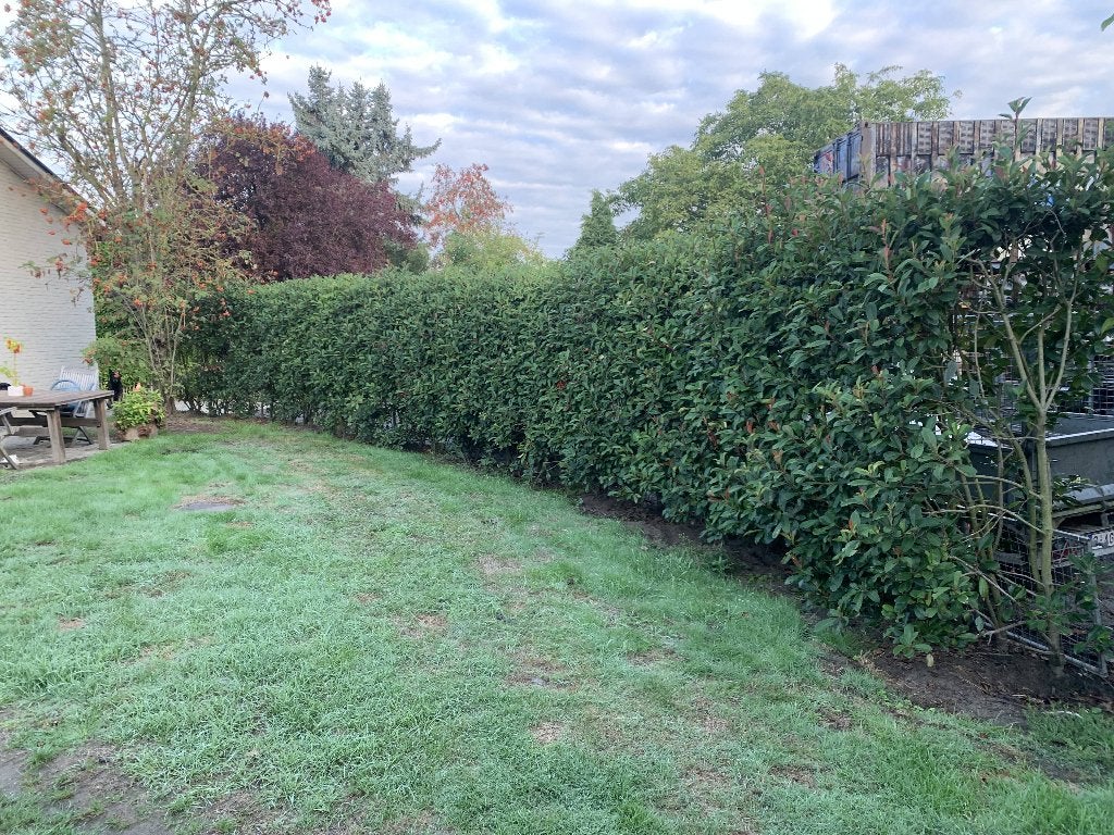 Haag photinia red robin glansmispel, Jardin & Terrasse, Enlèvement, Autres espèces, Haie, 100 à 250 cm
