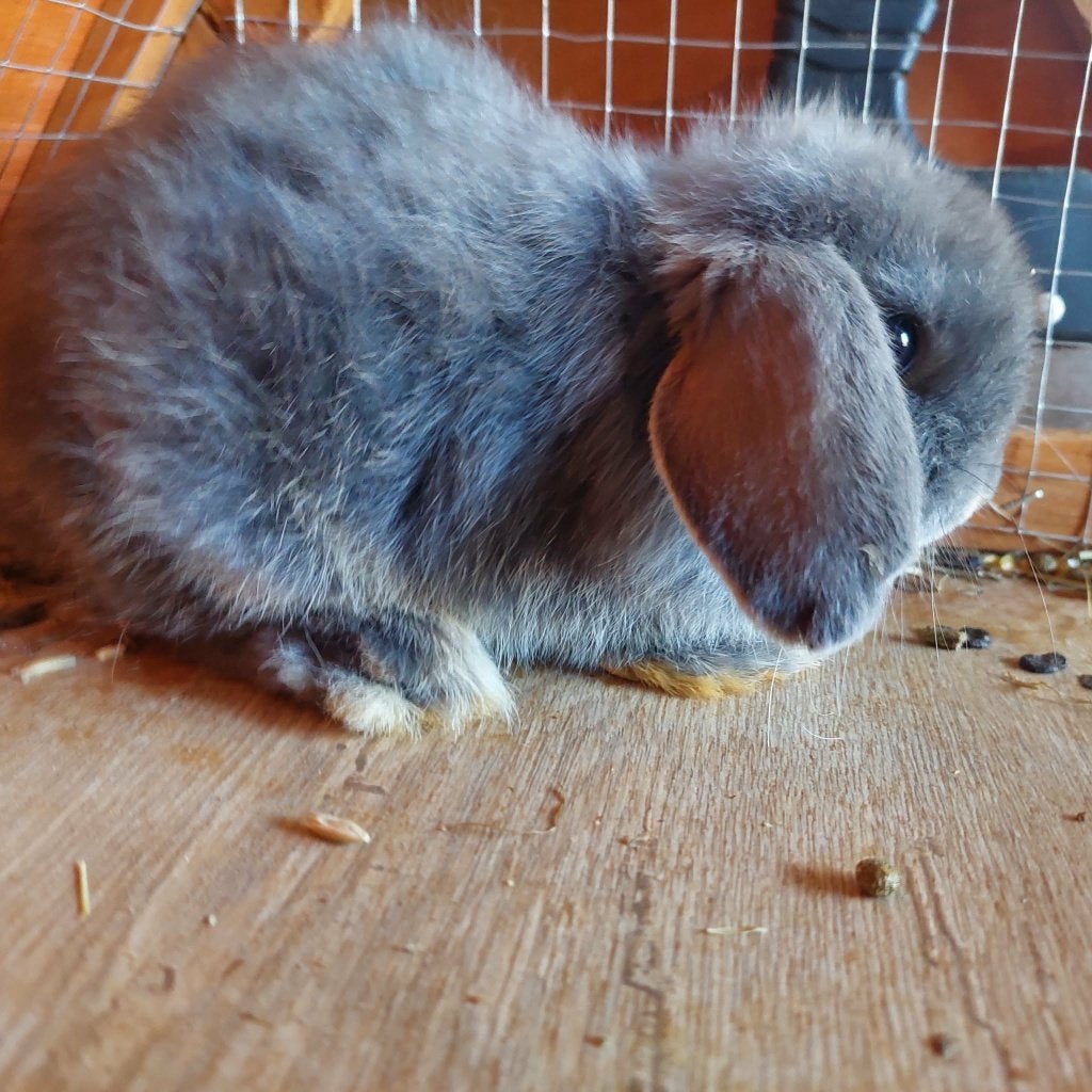 bélier minilop de race, Mâle, Nain, Oreilles tombantes, 0 à 2 ans
