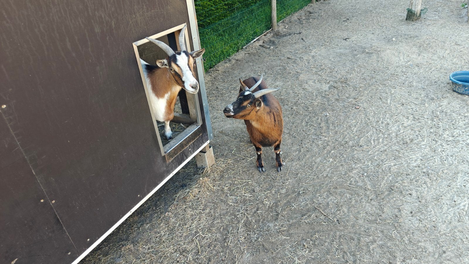 2 vrouwelijke geitjes, Animaux & Accessoires