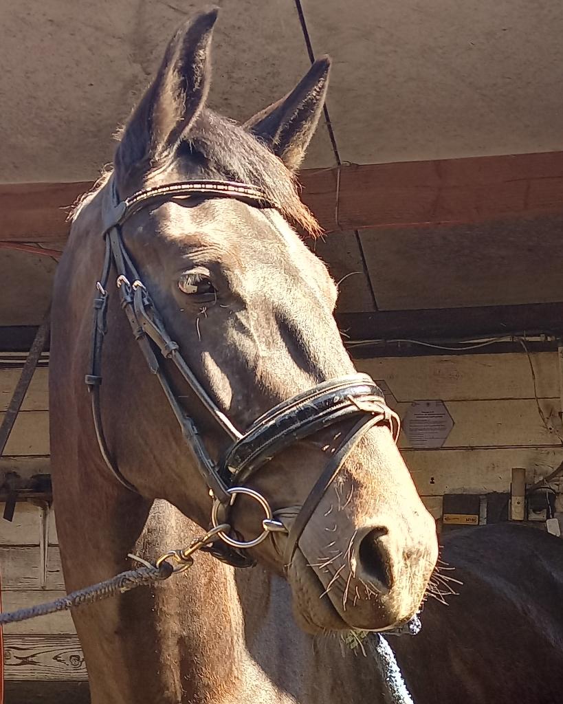 4 j dressuurmerrie, Dieren en Toebehoren, Paarden, Merrie, Zadelmak, 170 tot 175 cm, 3 tot 6 jaar, Dressuurpaard, Met stamboom