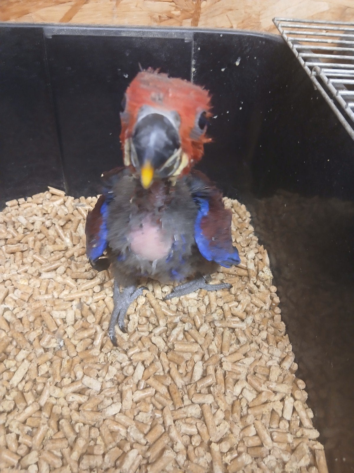 edelpapegaai voor handopfok, Dieren en Toebehoren, Vrouwelijk, Papegaai, Tam