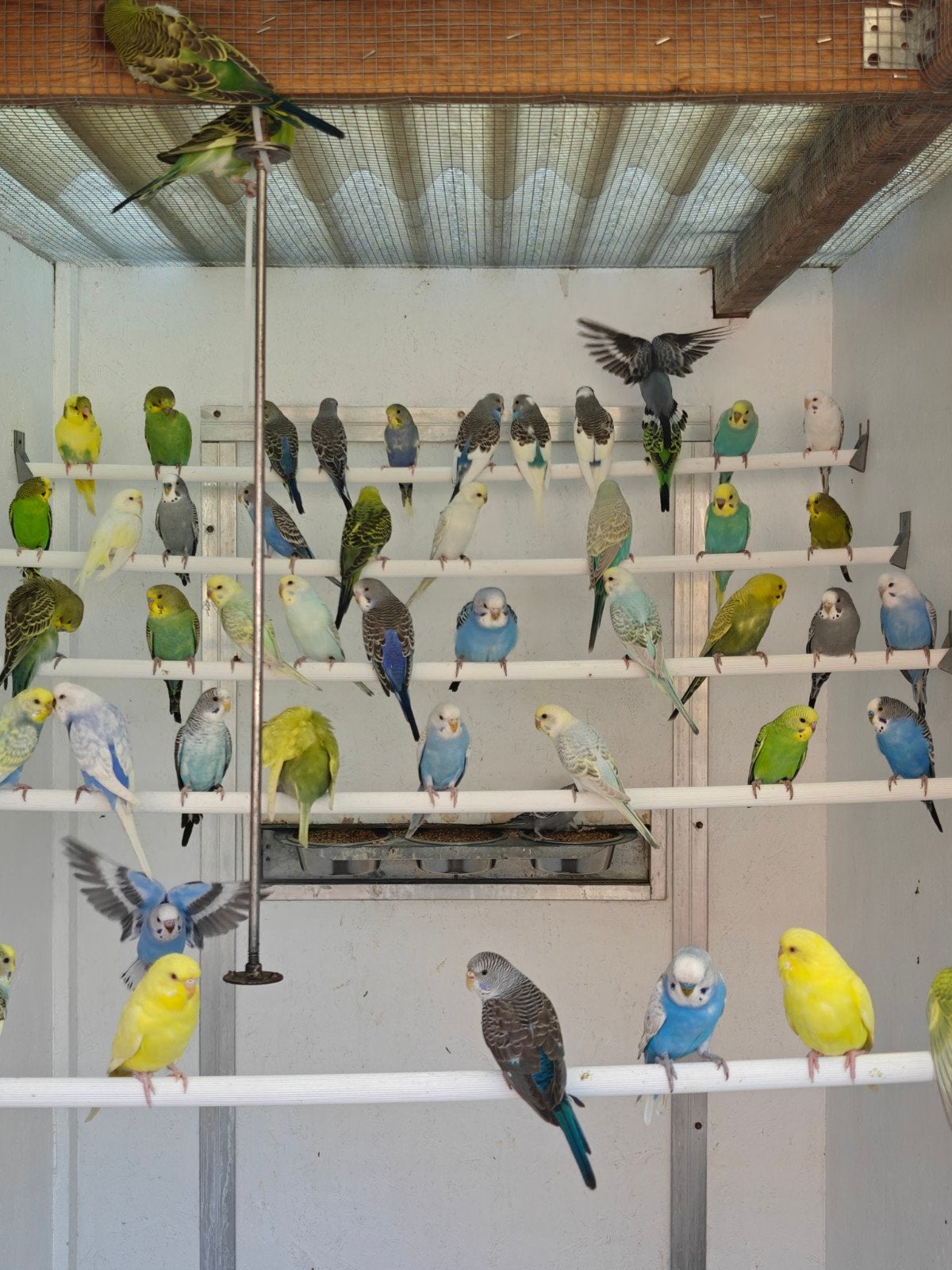 GEZOCHT grasparkieten., Dieren en Toebehoren