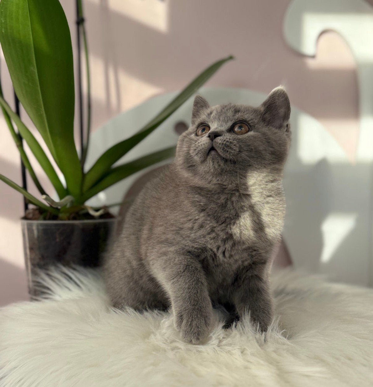 Britse korthaar kittens . Mogen de nestje verlaten, Kater, Gechipt, 0 tot 2 jaar