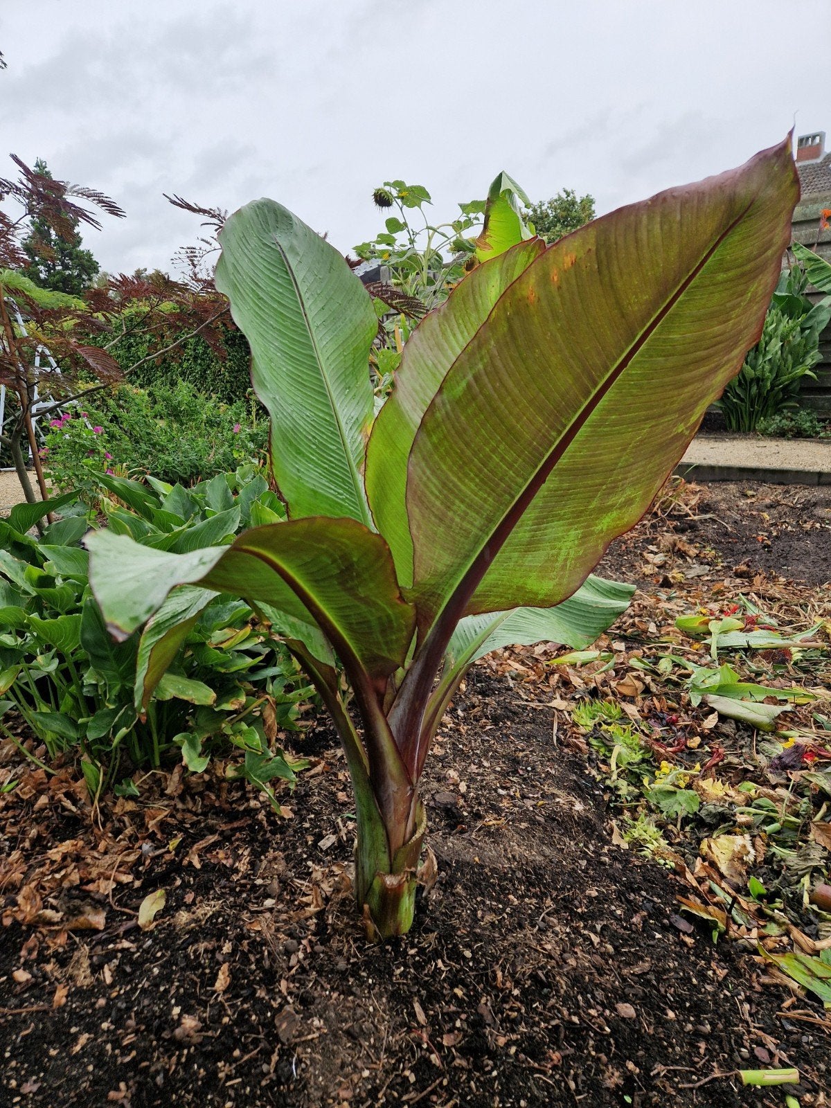 Ensete maurelli, Tuin en Terras, Volle zon, Vaste plant, Bloeit niet, Ophalen