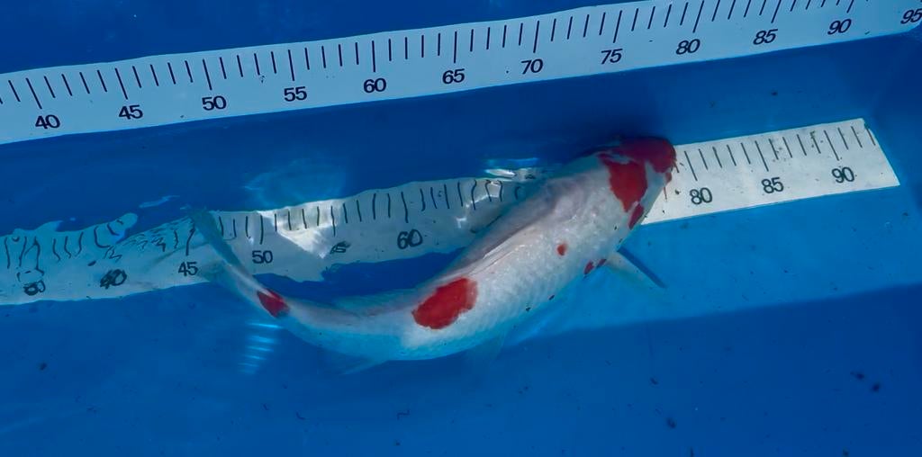 Koi KOHAKU 43 cm