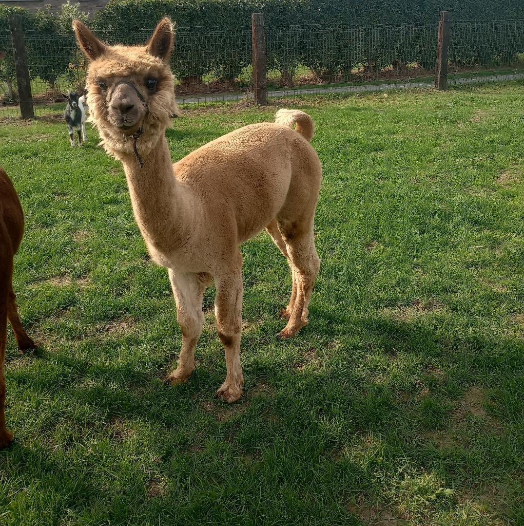 Alpaca hengst, Juillet, Mâle