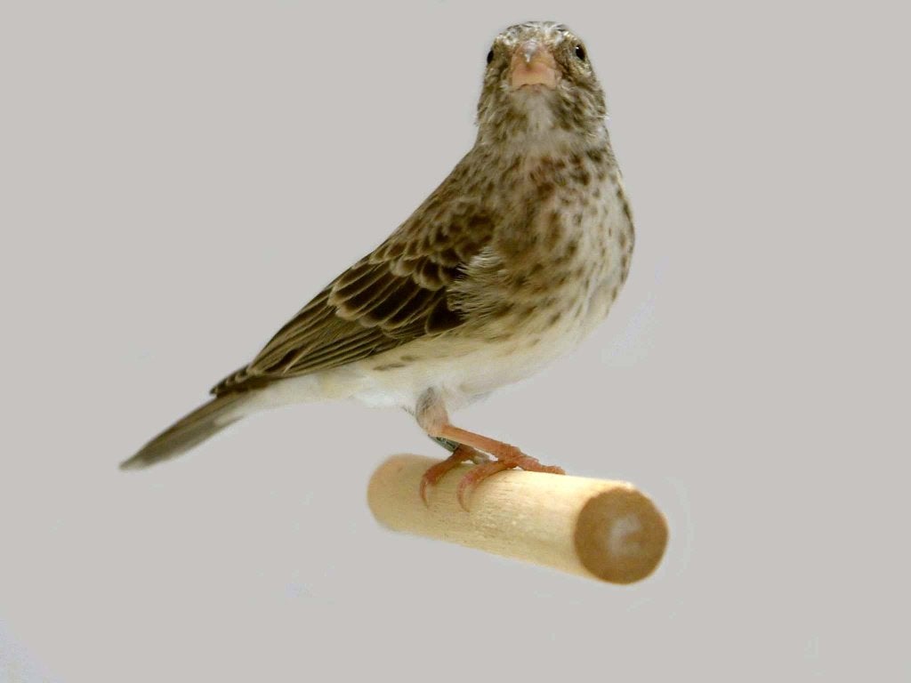 Tropische vogels huisvesten met Avicultuur-LED producten, Oiseau tropical