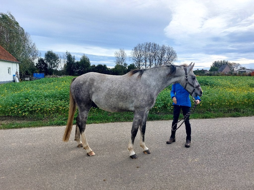 7-jarige ruwe diamant, Dieren en Toebehoren, Springpaard, Met stamboom, Ruin, Zadelmak