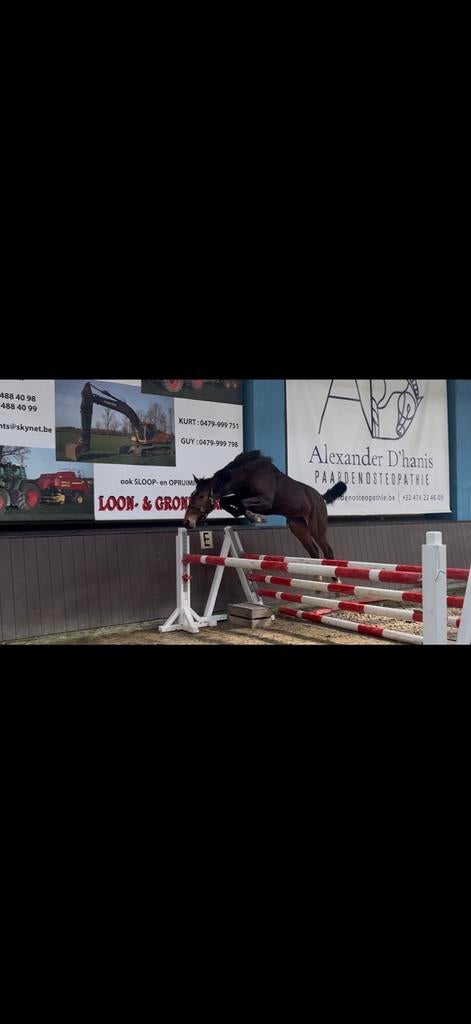 1,5jarige top springmerrie beschikbaar, Animaux & Accessoires, Chevaux, Moins de 160 cm, Avec pedigree, 0 à 2 ans, Jument