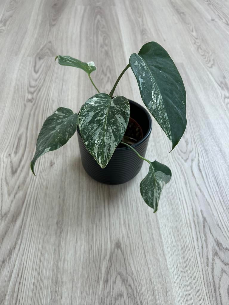 Monstera albo variegata plant, Huis en Inrichting, Kamerplanten, Ophalen of Verzenden