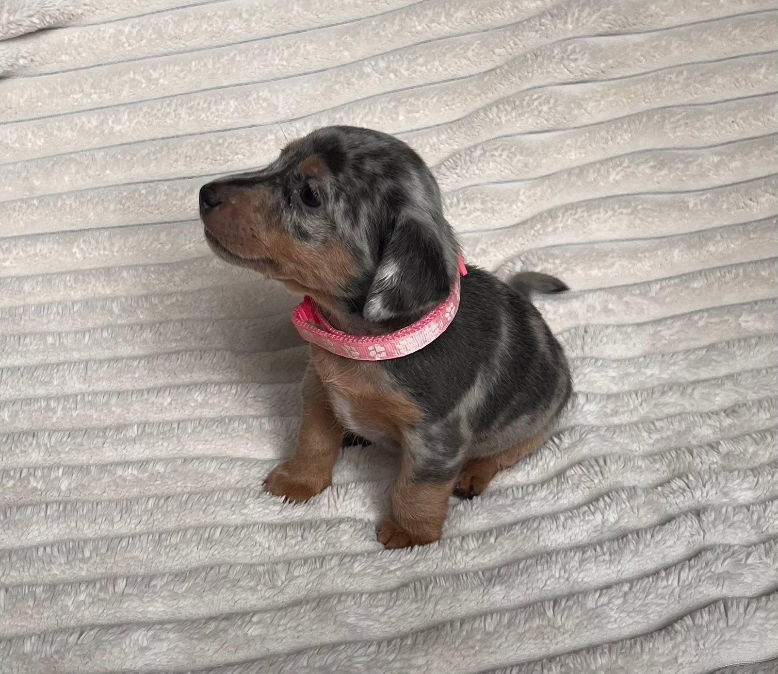 Jack russel pups ,silvergrey merle en blue and tan, Animaux & Accessoires, Maladie de Carré (chiens), 8 à 15 semaines, Plusieurs