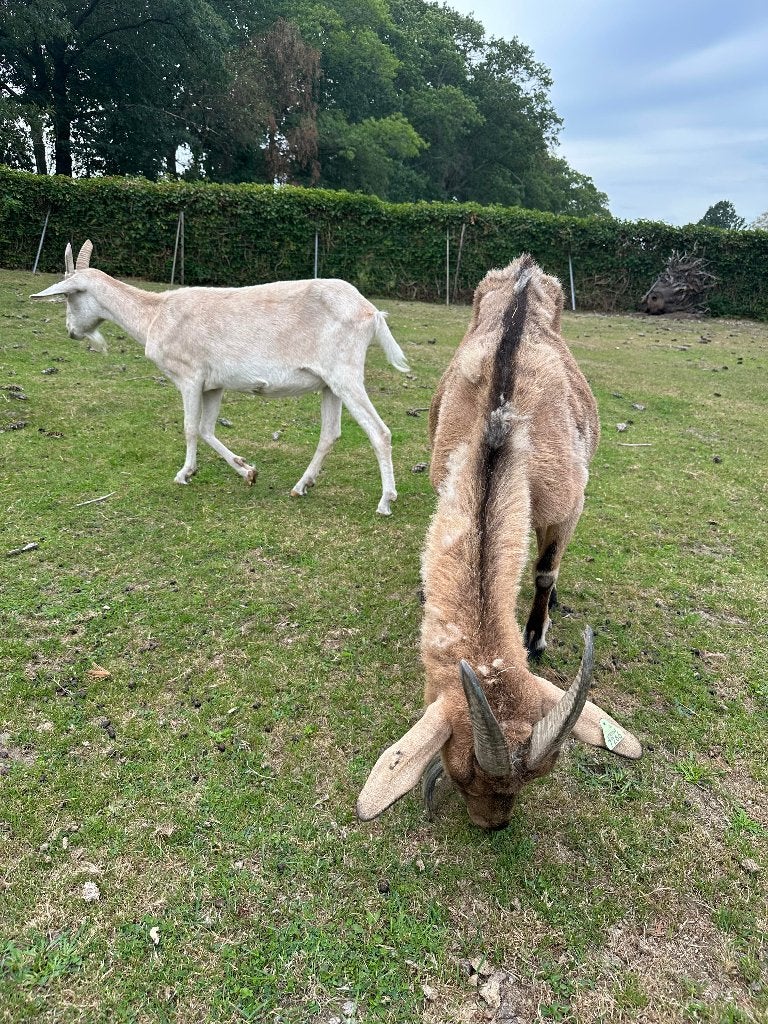 2 volwassen geiten, Dieren en Toebehoren, Schapen, Geiten en Varkens, Vrouwelijk, Geit, 3 tot 5 jaar