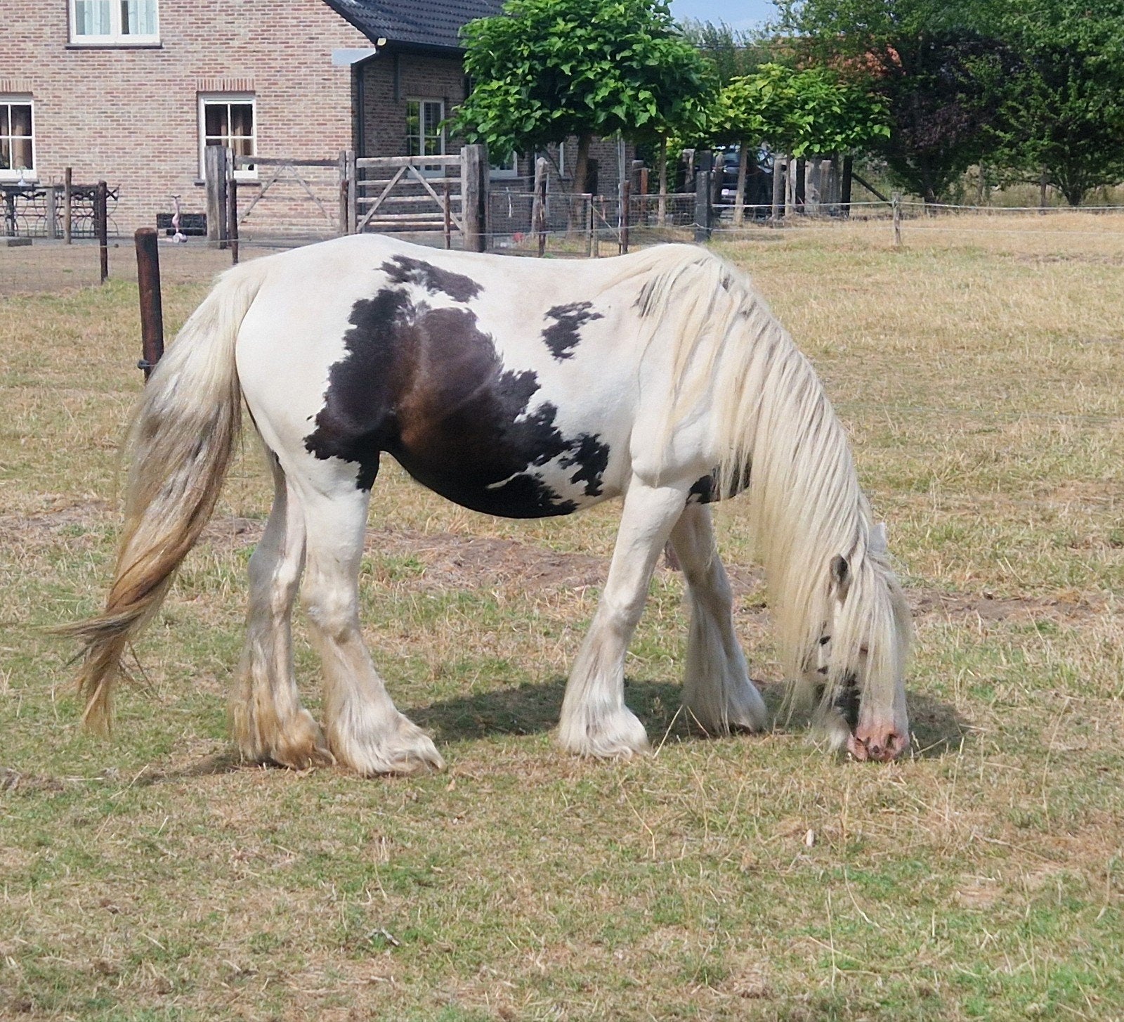 Mooie en brave Irish cob merrie, Animaux & Accessoires, Poneys, Jument