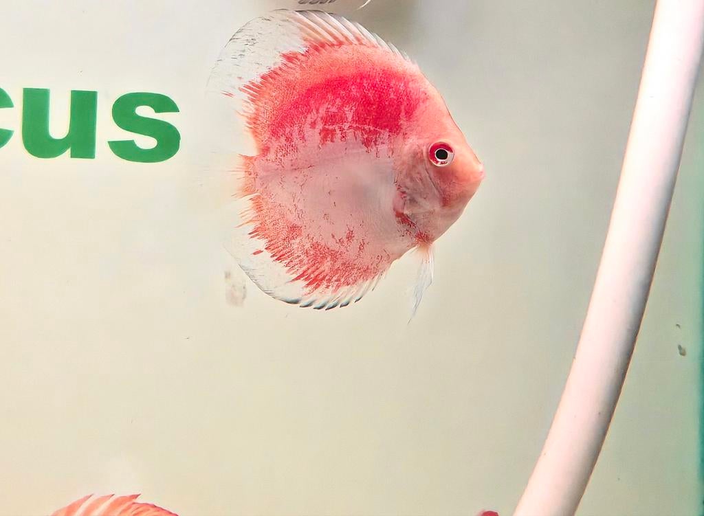 Ange Discus Koi, Poisson, Poisson d'eau douce, Banc de poissons