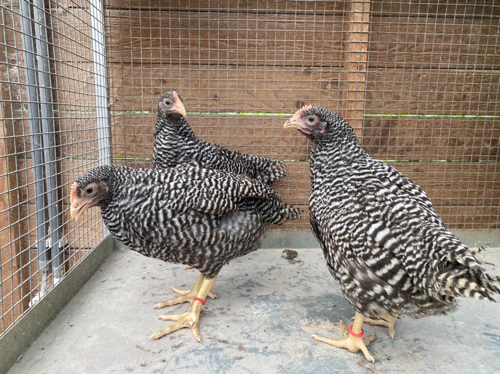 Haan met 3 hennen amrock, Dieren en Toebehoren, Pluimvee
