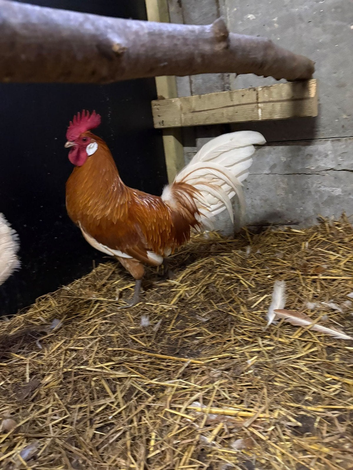 Friese hoen hanen, Poule ou poulet