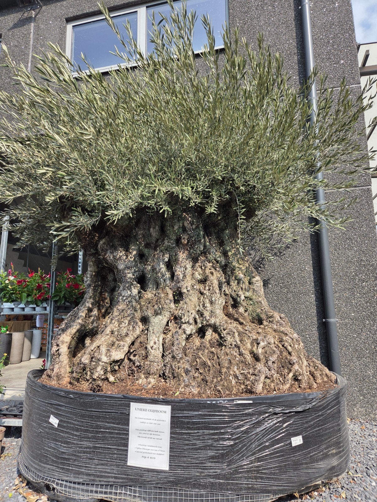 Olijfboom Olea Europaea Bonsai - eyecatcher, Tuin en Terras, Ophalen, Olijfboom