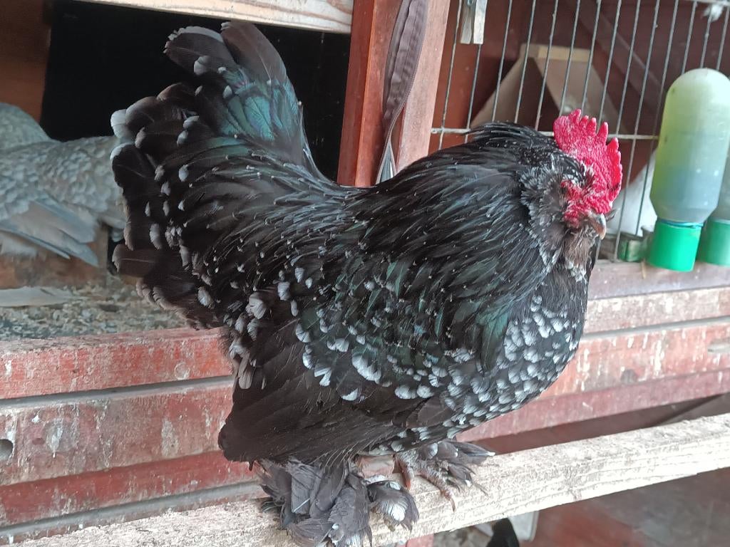 Ukkelse Baardkriel - zwart/wit - 2 hanen, Dieren en Toebehoren, Mannelijk, Kip