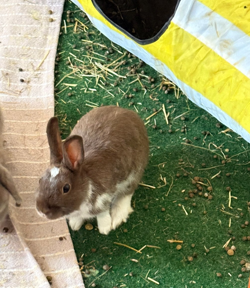 2 dwergkonijntjes  meisjes, Dieren en Toebehoren, Konijnen, Vrouwelijk, Klein, 0 tot 2 jaar