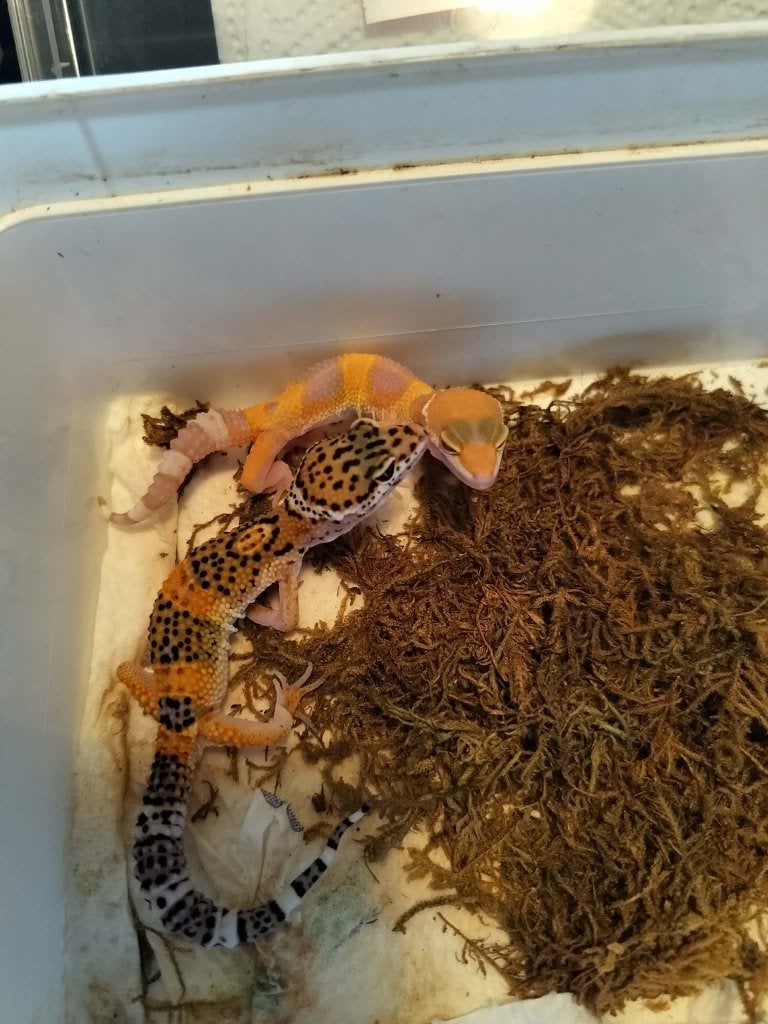 luipaard gekko nakweek 2026, Dieren en Toebehoren, Hagedis, Tam, 0 tot 2 jaar