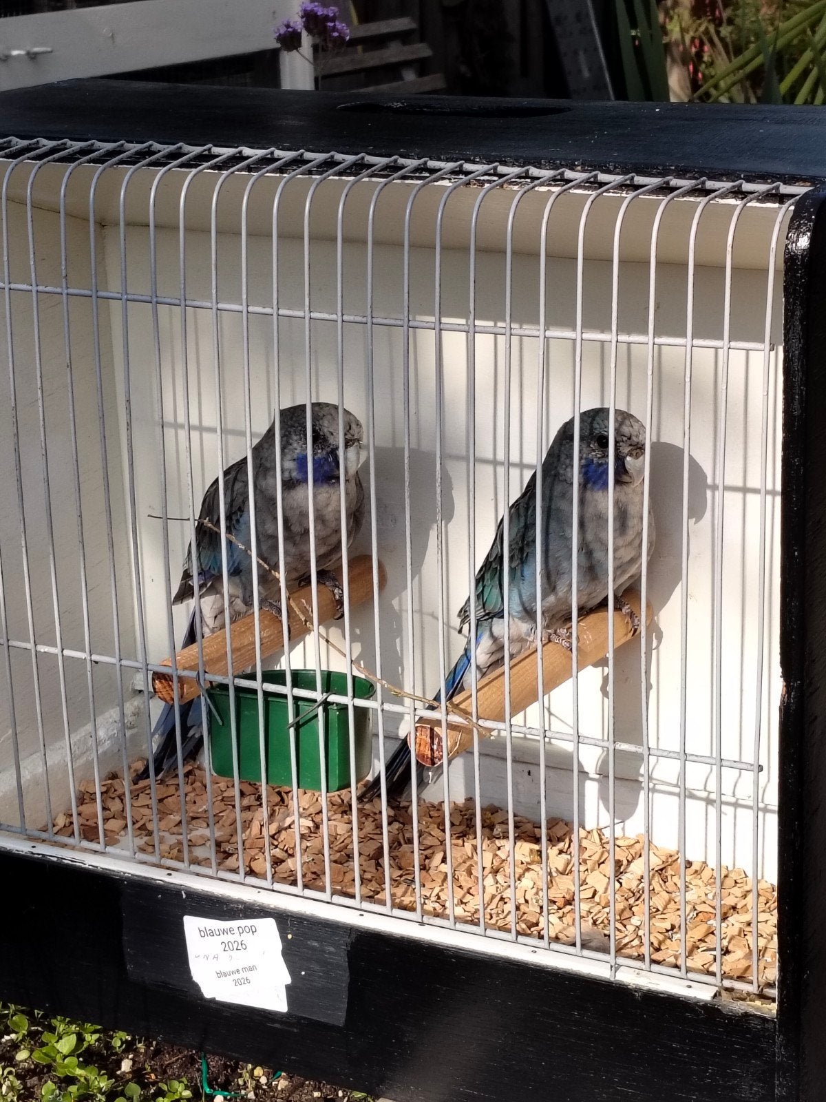 koppel blauwe pennant rosellas, Dieren en Toebehoren, Meerdere dieren, Parkiet, Geringd