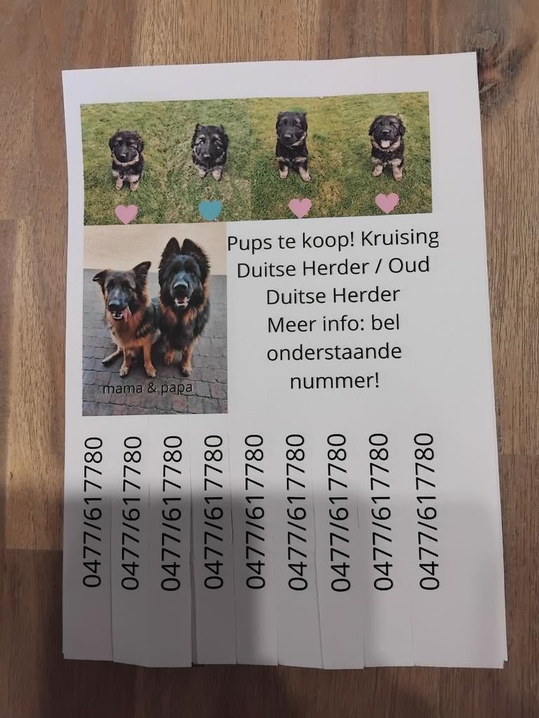 Puppy's te koop zoeken een nieuwe thuis, Boeken, Ophalen