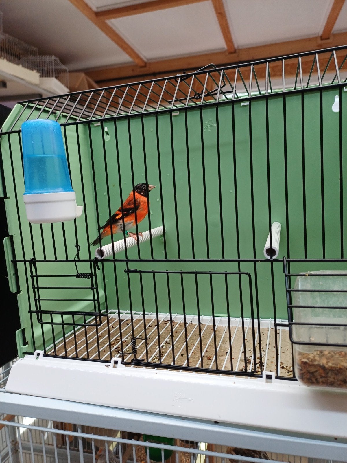 kapoetsensijs, Plusieurs animaux, Oiseau tropical, Bagué