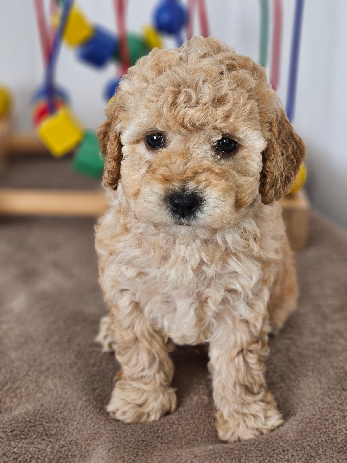 Beau caniche, Animaux & Accessoires, Caniche, Chienne, Belgique, 8 à 15 semaines