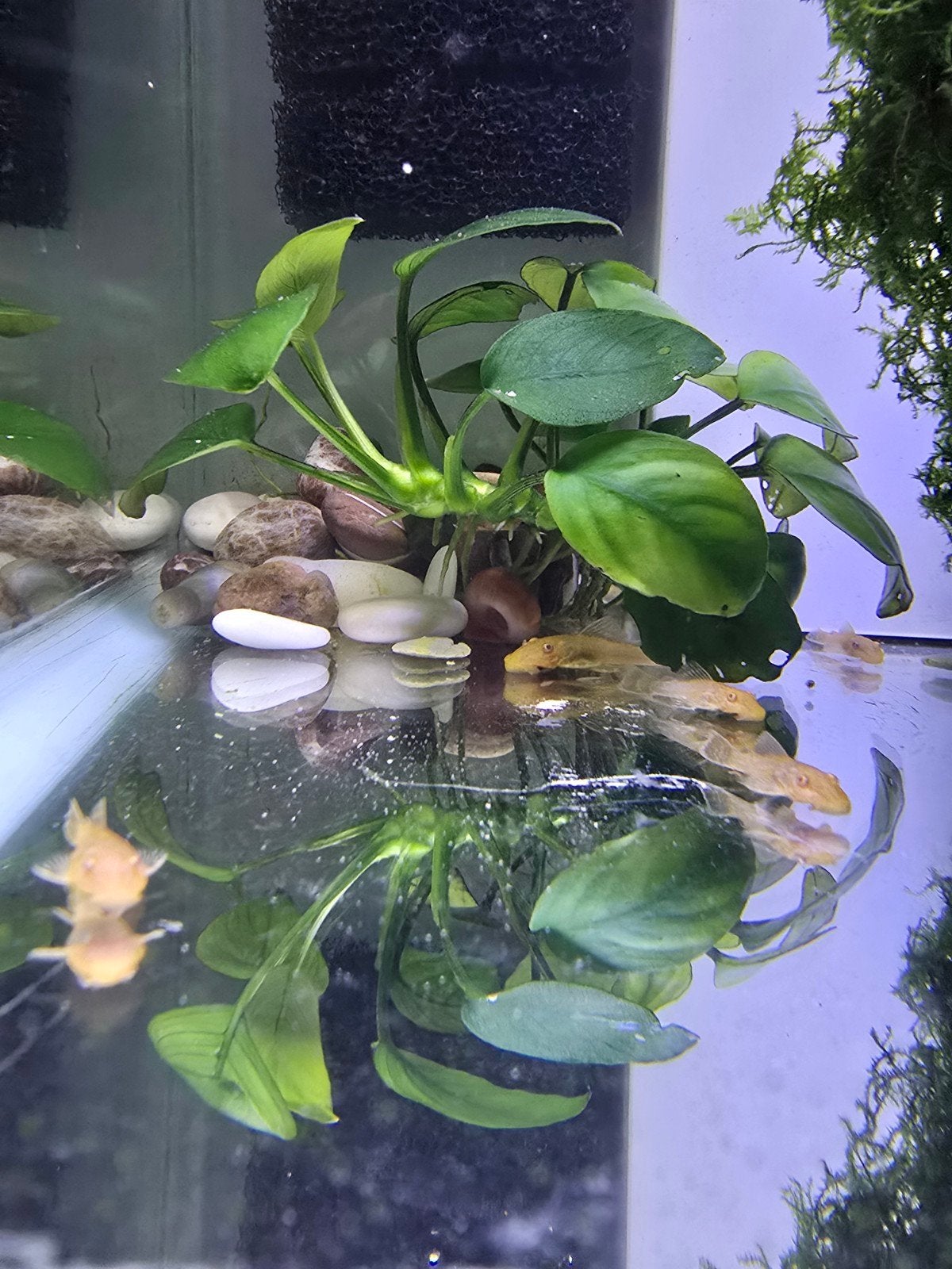 Ancistrus albinos, Enlèvement ou Envoi