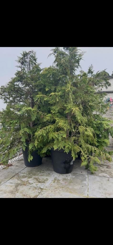 5 grote coniferen in pot voor 100 eu !!!enkel afhaal 6 mei, Ophalen, In pot