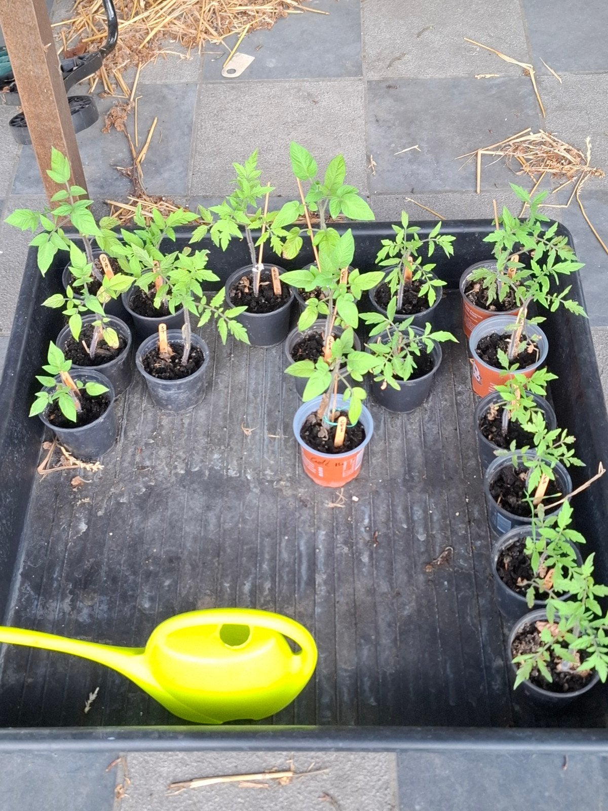 Plants de tomate à vendre, Enlèvement