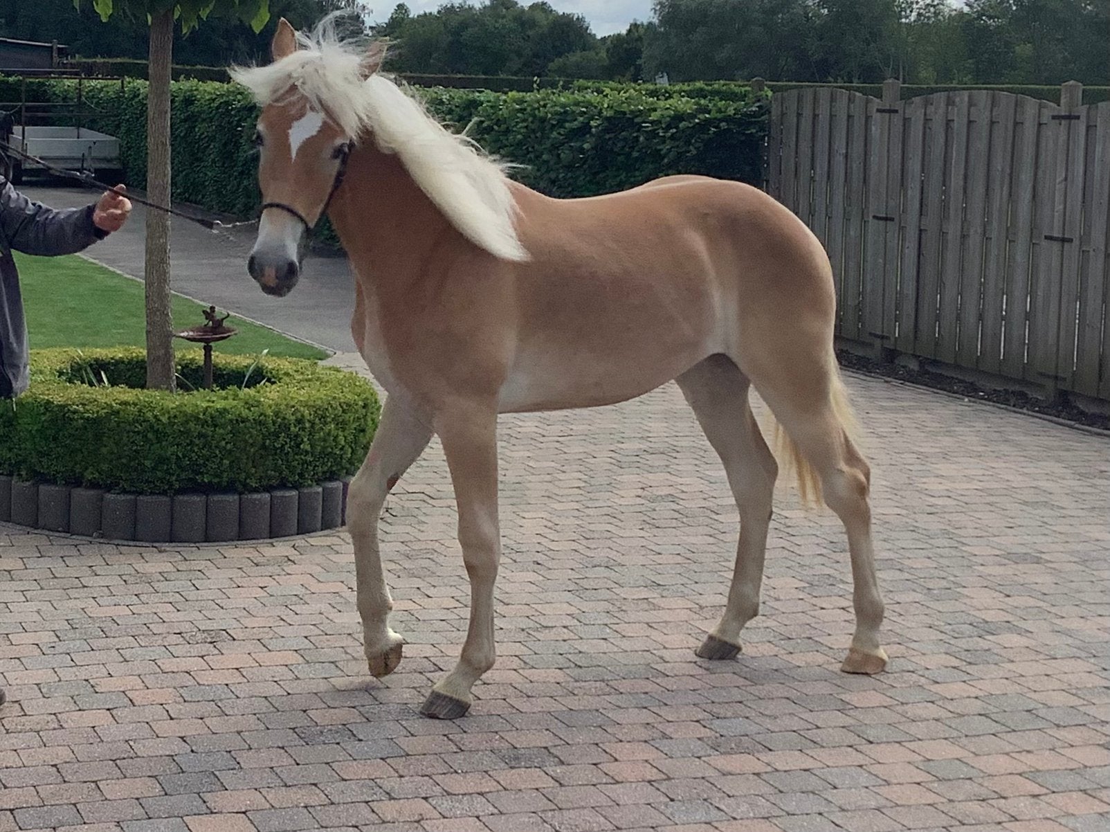 Te koop 3jarige haflingermerrie, Dieren en Toebehoren, Paarden, Recreatiepaard