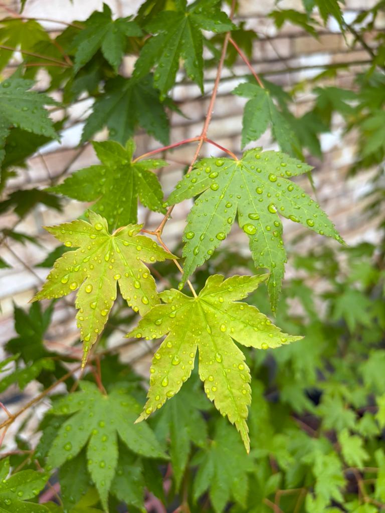 Acer palmatum, japanse esdoorn (groot), Tuin en Terras, Ophalen