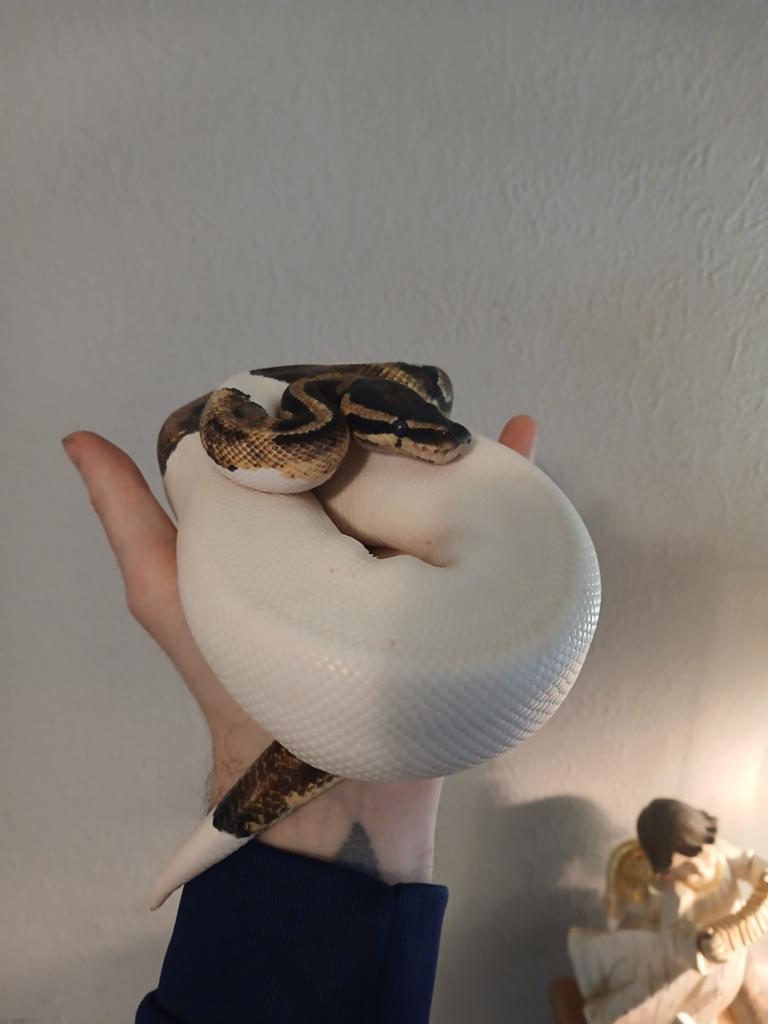 Ballpython met terrarium, Dieren en Toebehoren, Met terrarium